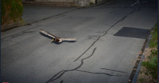 A duck flies low over a paved street at night, with its wings spread wide. The road has visible cracks and markings, and there is some greenery and a stone wall on the left side.