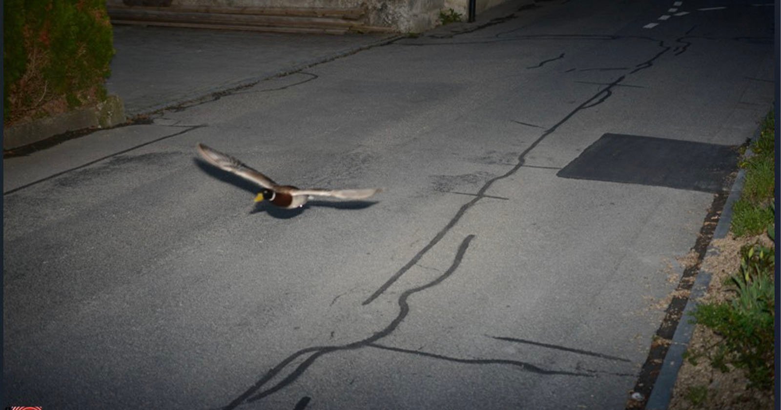 Duck Sets Off the Same Speed Camera it Triggered Exactly Seven Years Earlier