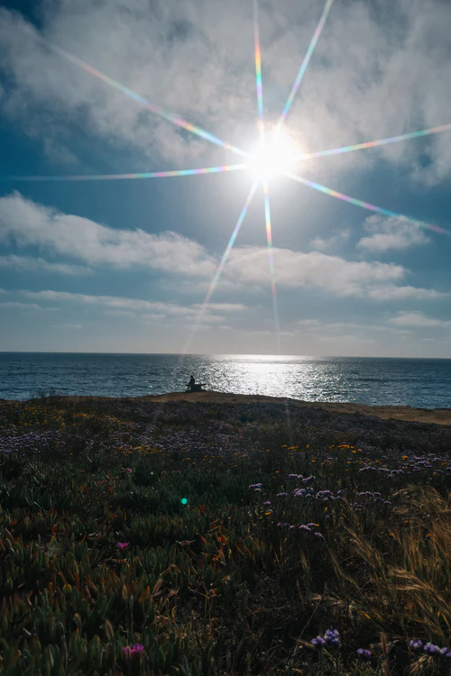 The sun shines brightly with a starburst effect over a calm ocean, reflecting light on the water. Wildflowers and grasses cover the foreground, and a person sits alone on the coastline under a partly cloudy sky.