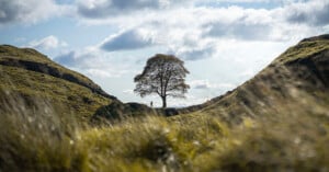 A lone tree stands on a small ridge between two grassy hills under a partly cloudy sky, with sunlight casting gentle shadows across the landscape.