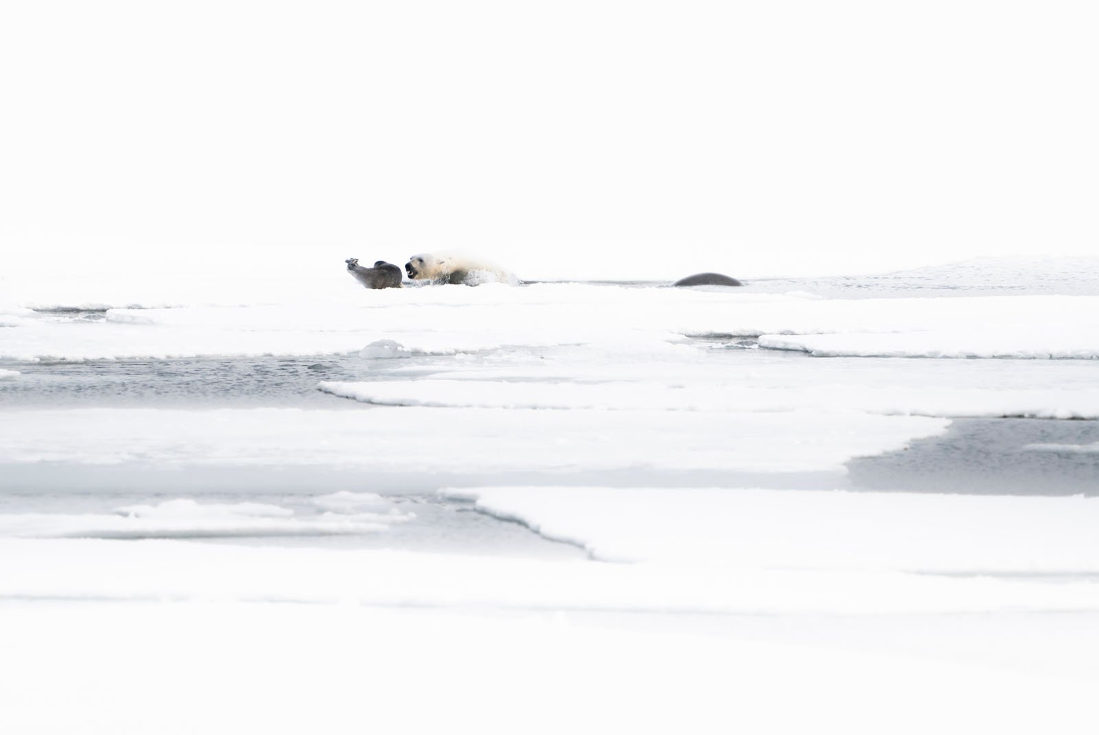A polar bear stands over a seal on a snowy, icy landscape with patches of open water, under a bright, overexposed sky.