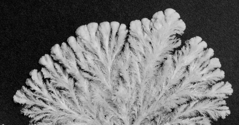 A close-up of a frost or ice crystal formation, resembling delicate, feathery branches, set against a dark background.
