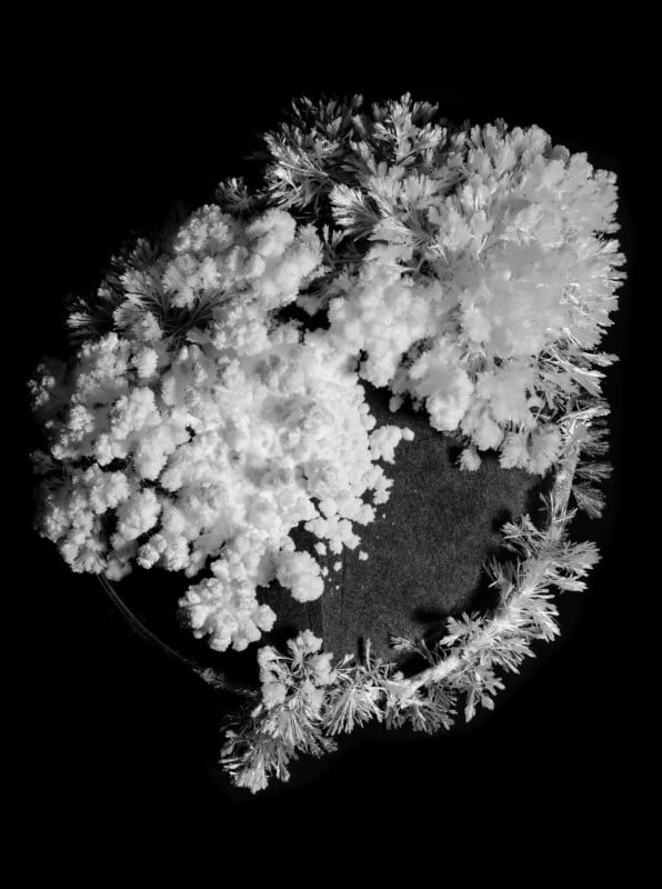 Black and white image showing clusters of delicate, crystalline structures resembling frosty or snowy branches on a dark background. The formations appear dense at the top and sparser along the edge.