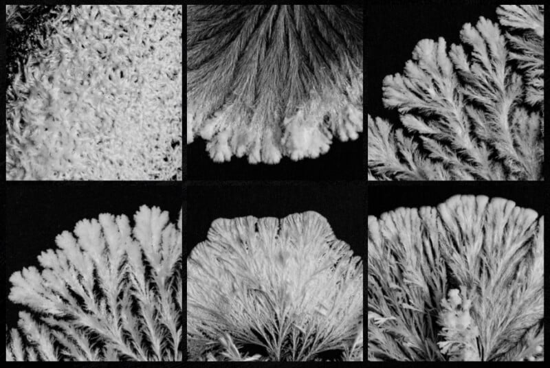 Six black-and-white close-up photos of frost or ice crystals forming feathery, branching patterns on a dark background, each showing unique natural textures and structures.