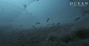 Underwater scene showing a school of fish swimming near the sandy ocean floor, with a large fishing net visible above them. The image has the title "OCEAN with DAVID ATTENBOROUGH" in the upper right corner.