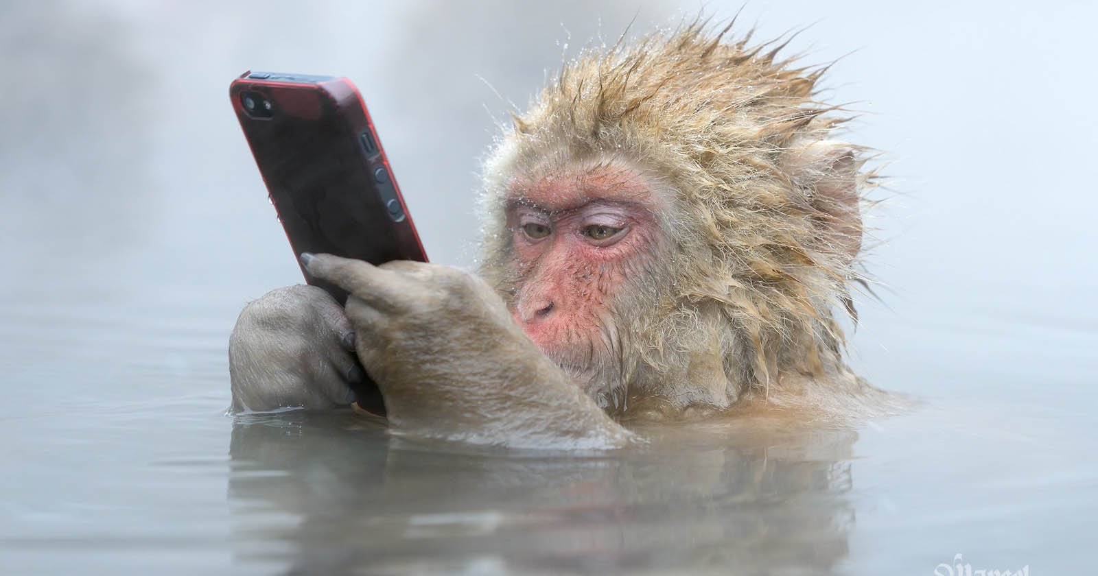 I Brought My Bestselling Wildlife Photography Book to Life with AI