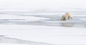 A polar bear stands on icy sea ice, bending down to drink or look into a small opening in the ice, surrounded by snow and patches of open water.
