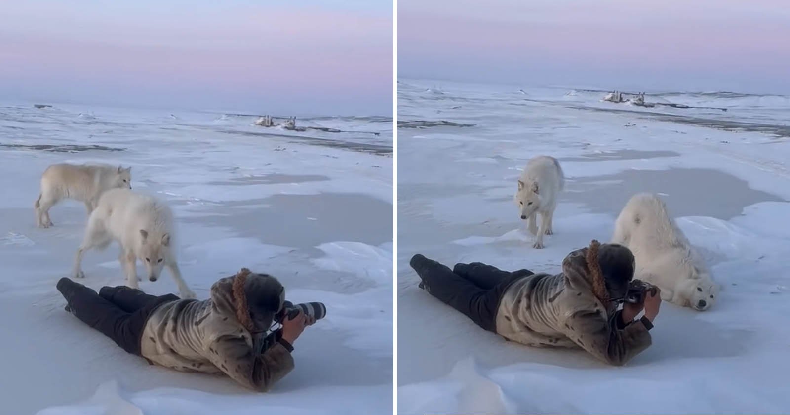 Arctic Wolves Cozy Up To Wildlife Photographers in Magical Moment Caught on Camera