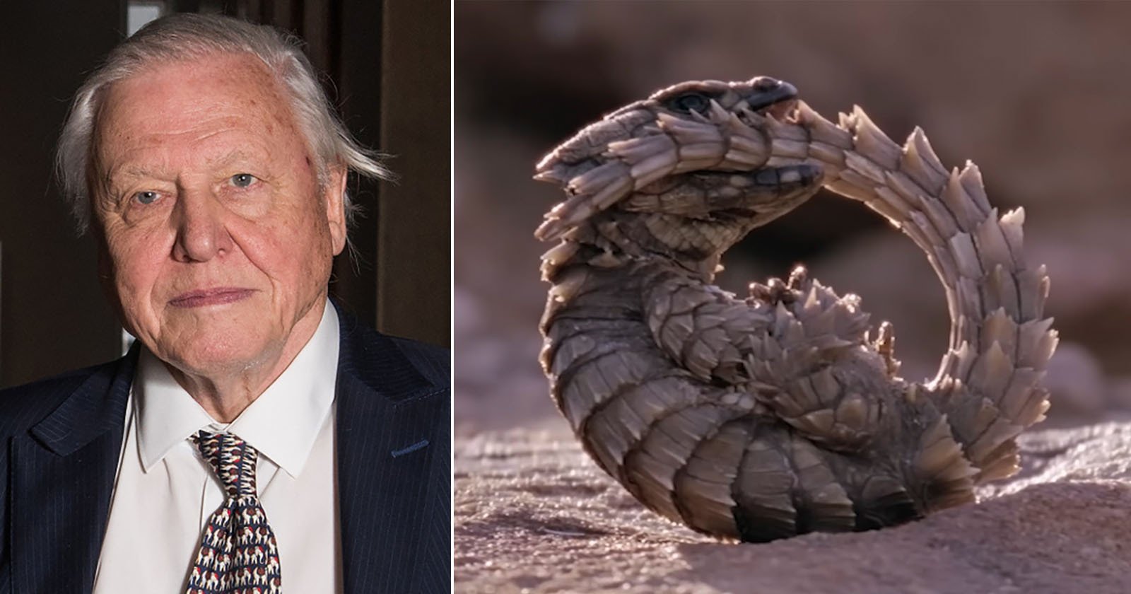 Six Hours of Sir David Attenborough’s 99 Most Iconic Moments