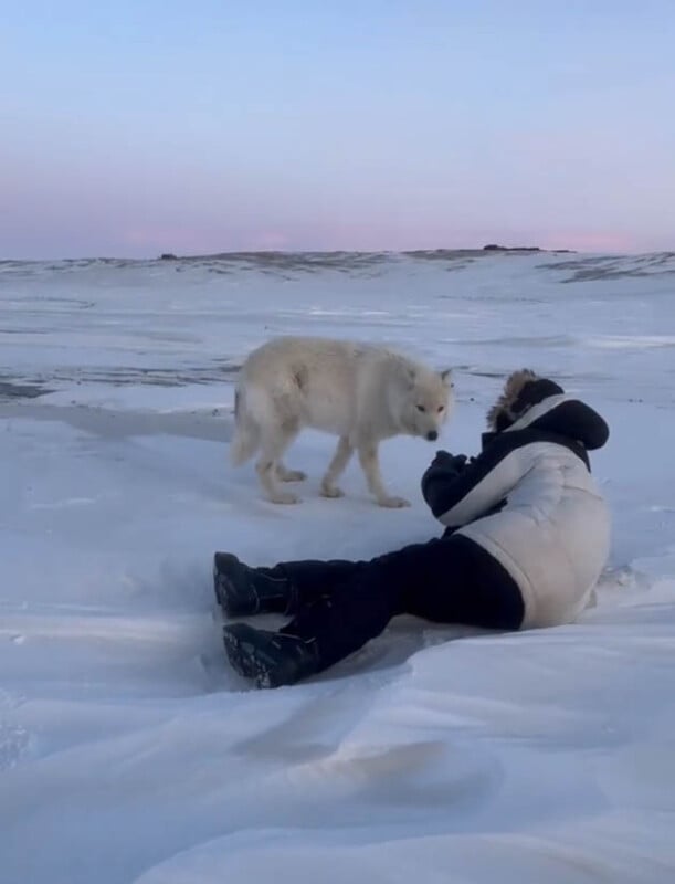 A person in winter clothing lies on snowy ground, facing a white wolf that stands nearby on the snow-covered landscape under a pale sky.
