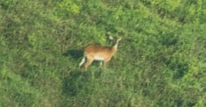 A deer stands alone in a grassy, green field, looking alert and surrounded by dense vegetation.