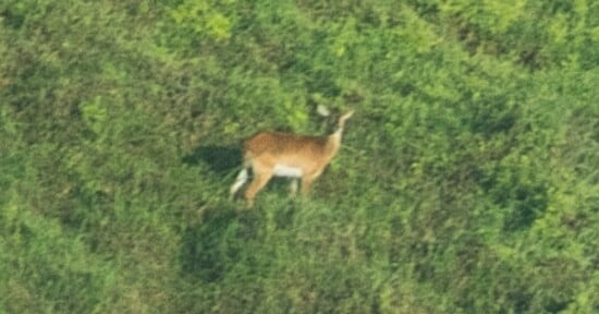 A deer stands alone in a grassy, green field, looking alert and surrounded by dense vegetation.