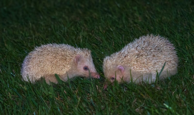 Two albino hedgehogs with pale fur and pink noses face each other while standing on green grass at night.