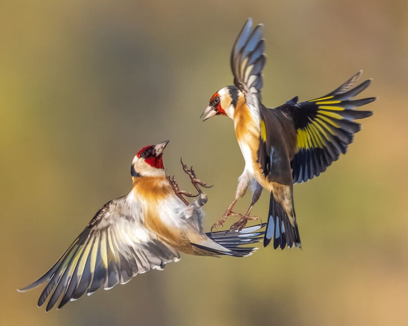 Two goldfinches with vibrant yellow, black, and red markings face each other mid-air, wings spread and talons extended, appearing to engage in a territorial dispute against a blurred natural background.