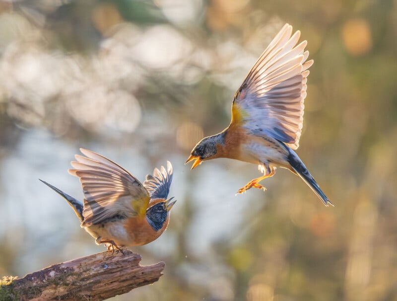 Two small birds with blue and orange feathers are captured mid-action; one is perched on a branch with wings spread, while the other is in flight, facing the perched bird, both appearing to interact energetically.