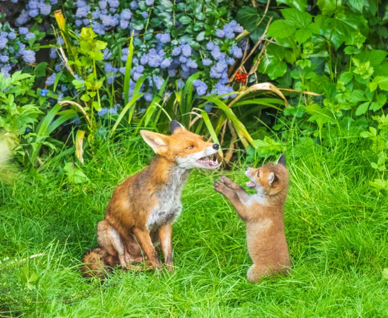 An adult fox sits in green grass, facing a playful fox cub standing on its hind legs with front paws raised. Purple flowers and lush green plants fill the background.