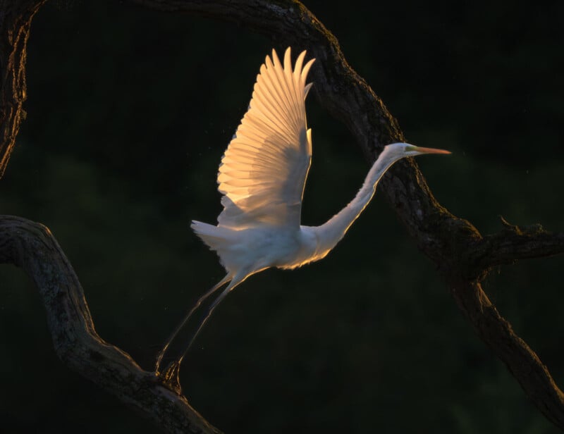 A great egret with outstretched wings takes flight from a tree branch at sunset, its white feathers glowing warmly against a dark, blurred background.