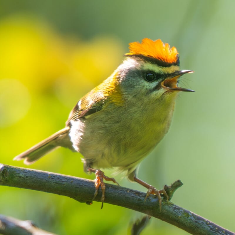 A small bird with an orange crest and yellow-green feathers perches on a branch, its beak open as if singing, against a blurred green and yellow background.