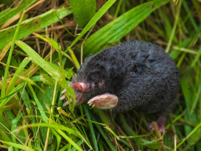 A small black mole with a pink snout and large front claws crawls through green grass and leaves.
