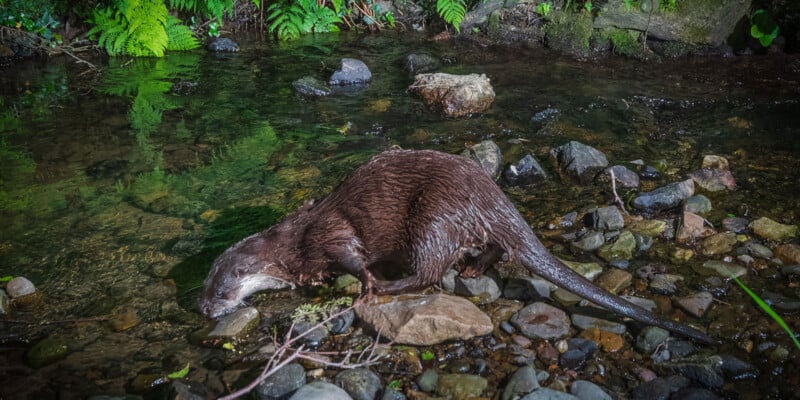 A brown otter stands on rocks at the edge of a shallow stream, surrounded by green ferns and plants, with its nose close to the water.
