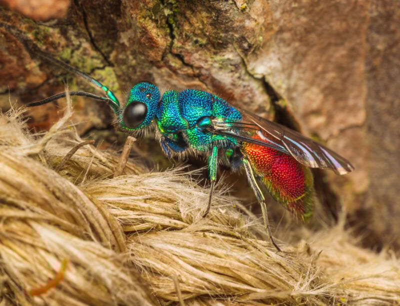 A close-up of a vibrant jewel wasp with iridescent blue, green, and red coloring, perched on rough, fibrous rope with a blurred natural background.