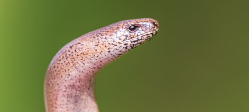 Close-up of a slow worm, a legless lizard with smooth, shiny scales and a brownish-gray body, against a blurred green background.