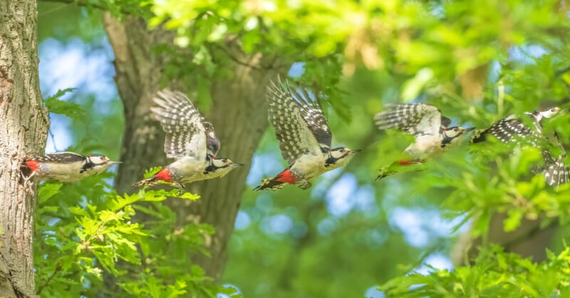 A sequence showing a woodpecker taking off from a tree and flying through green leafy branches, with blurred wings indicating motion and sunlight filtering through the foliage.