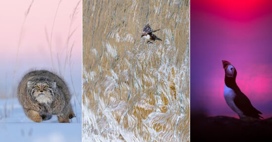 A collage of three wildlife photos: a wild cat crouching in snow, two birds flying over a golden textured background, and a puffin standing on a rock against a pink and purple gradient sky.