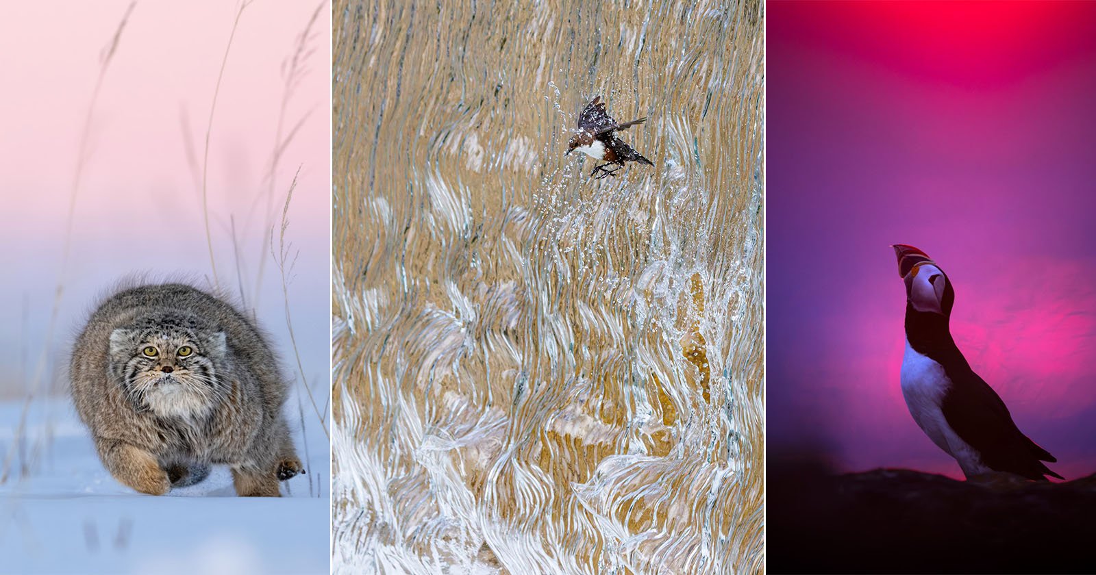 Photo of Bird Bursting Through Waterfall Wins GDT Nature Photographer of the Year 2025