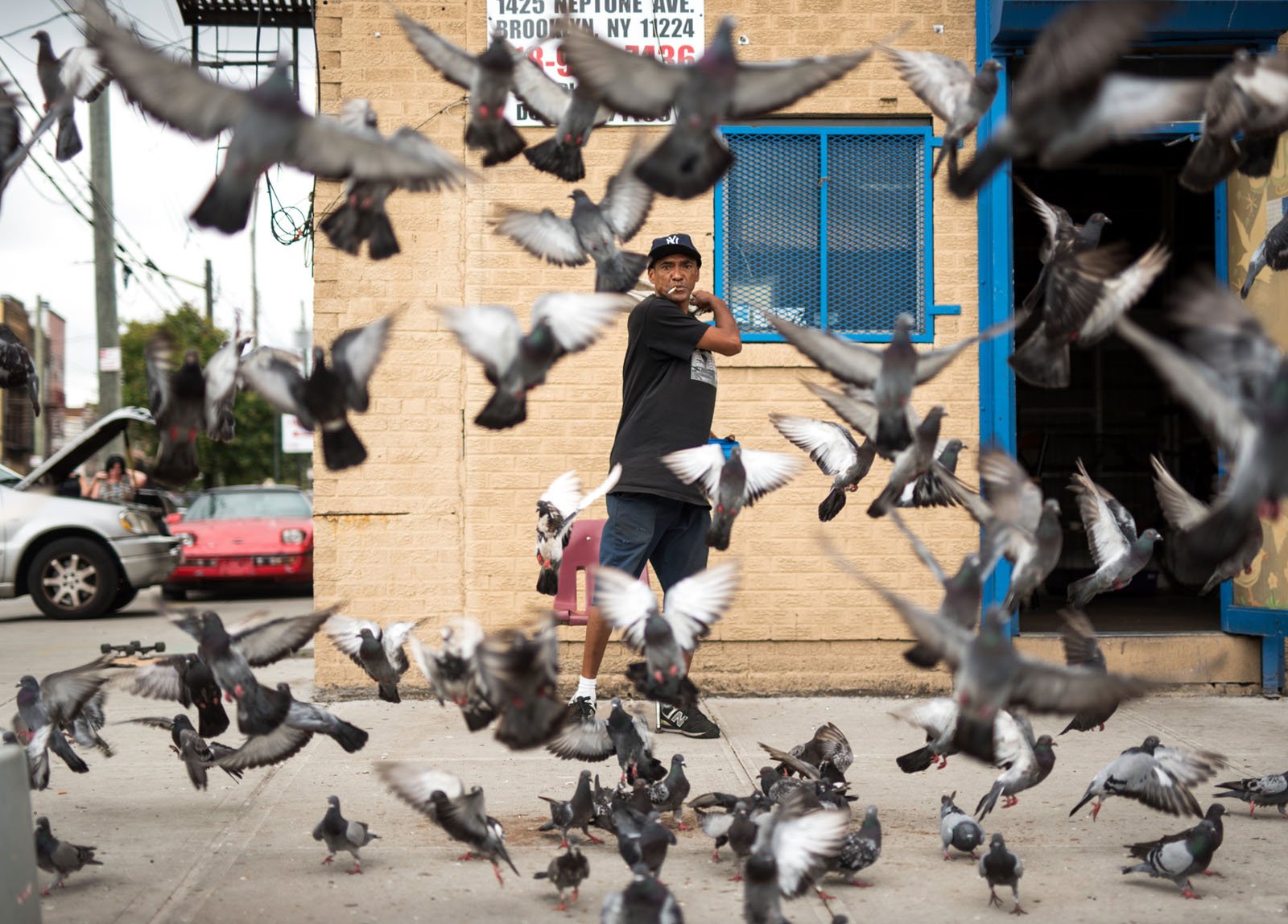A man stands on a city sidewalk tossing food as a large flock of pigeons flies up and scatters around him. Urban buildings, cars, and street signs appear in the background.