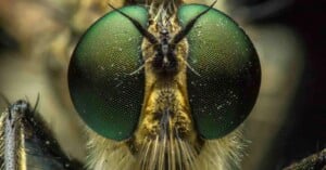 Extreme close-up of a fly's face, showing large green compound eyes, short antennae, and fine hairs on its head, highlighting detailed textures and patterns.
