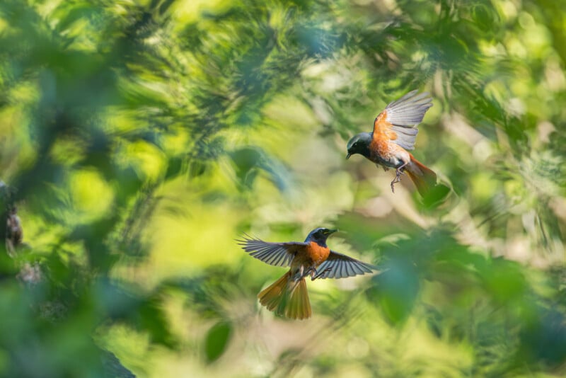 Two small, brightly colored birds with orange and black feathers are mid-flight, facing each other among green, sunlit foliage in a lush, natural setting.