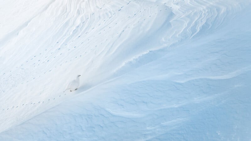 A white arctic fox blends into a snowy, windswept slope, with faint footprints trailing behind it and delicate ridges and textures visible in the snow.