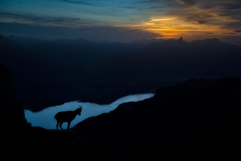 A silhouette of a mountain goat stands on a rocky ledge at dusk, with a lake and mountains in the background under a colorful sunset sky.