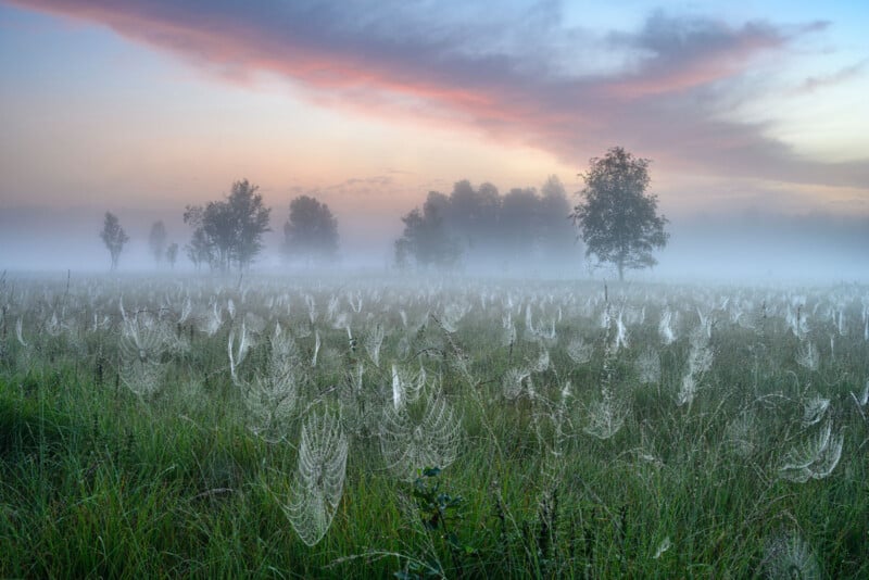 A misty meadow at sunrise, filled with dew-covered spider webs on tall grass. In the background, silhouettes of trees are partially obscured by fog under a colorful sky with pink and blue clouds.