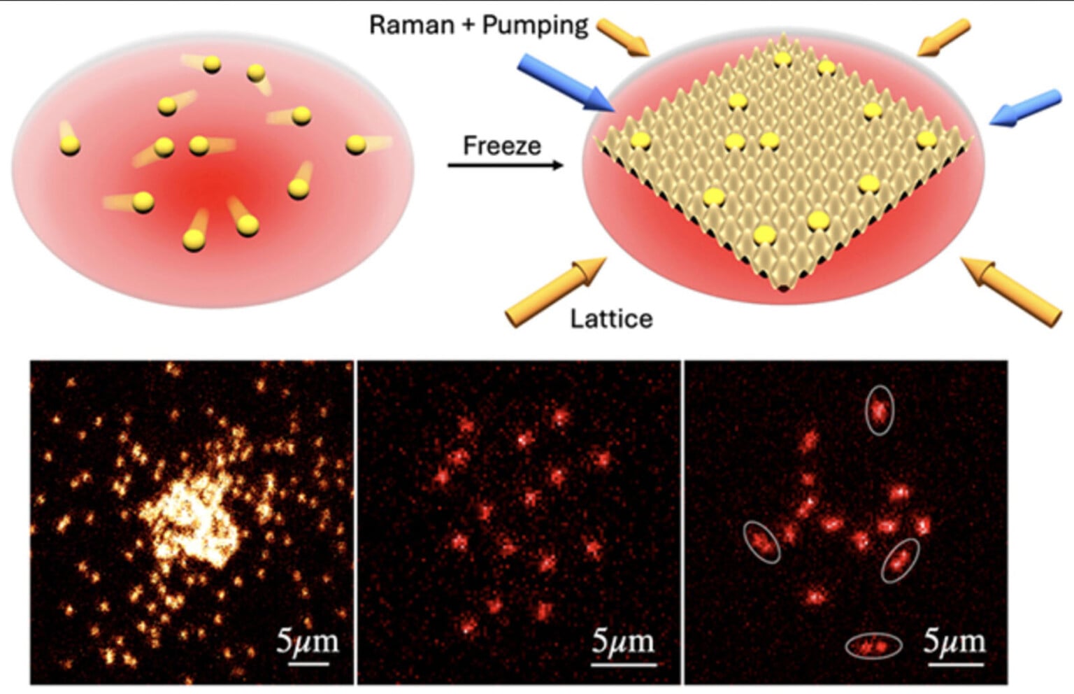 Scientists Capture First-Ever Images of Free-Range Atoms | PetaPixel