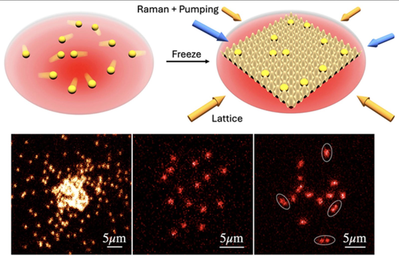 A diagram shows particles dispersed in a red area, which become arranged in a lattice after Raman and pumping actions. Below are three microscopy images highlighting particle structures, with scale bars marked as 5 micrometers.