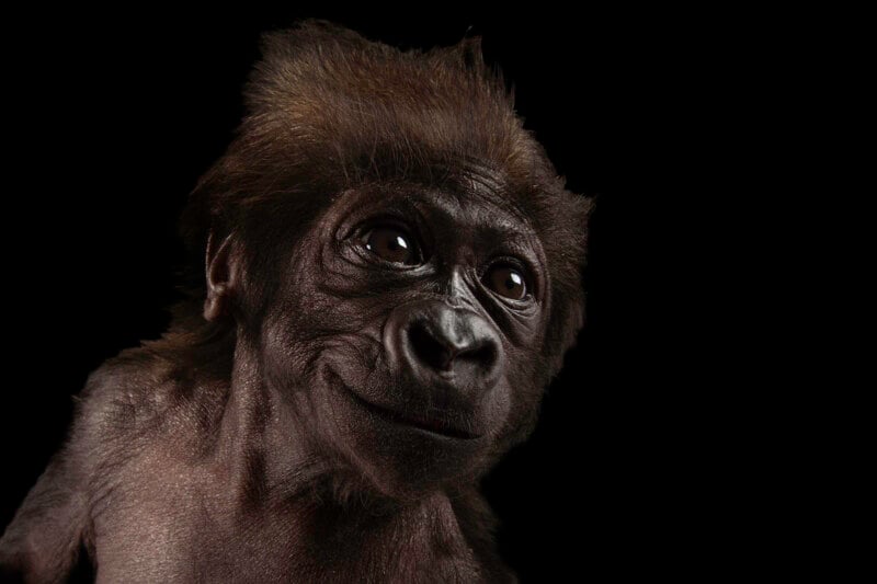 A close-up of a young gorilla against a black background, showing expressive eyes and fine dark fur, with light highlighting the details of its face.