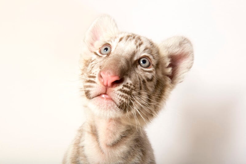 A close-up of a light-colored tiger cub with blue eyes and a pink nose, looking up with its head slightly tilted against a plain, light background.