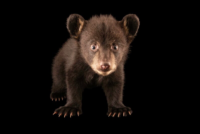 A black bear cub stands facing forward against a solid black background, looking directly at the camera with wide eyes and ears perked up, its claws visible on its front paws.