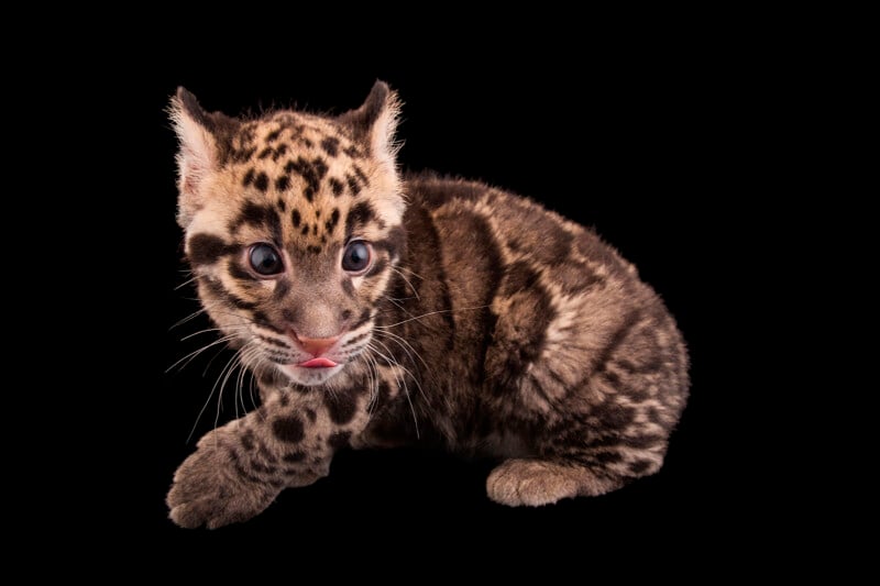 A clouded leopard cub sits against a black background, looking to the side with wide blue eyes and its tongue slightly sticking out. Its fur is covered in dark spots and stripes.