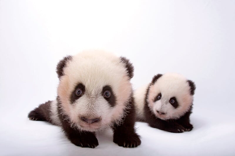 Two fluffy baby pandas with black and white fur lie on a white surface, facing the camera. One panda is closer and larger, while the other is farther back and smaller, both with curious expressions.