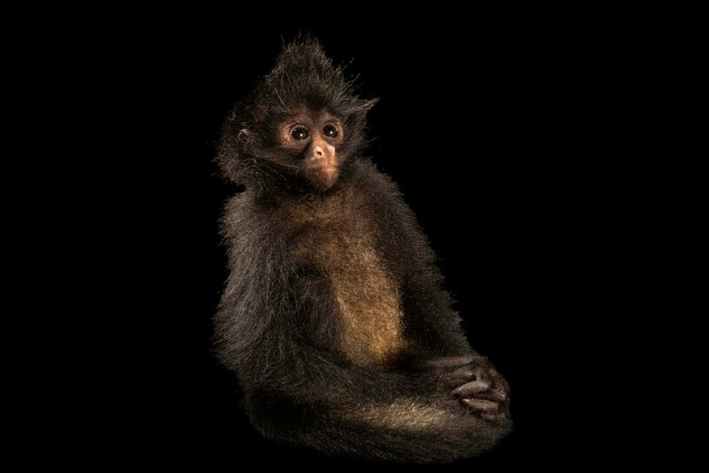 A young black spider monkey with fluffy dark fur and a lighter chest sits against a black background, gazing slightly to the side with its hands resting together.