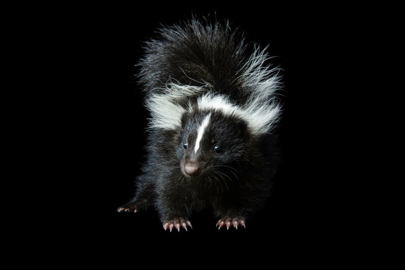 A fluffy black-and-white skunk with a bushy tail and a white stripe on its head stands against a solid black background.