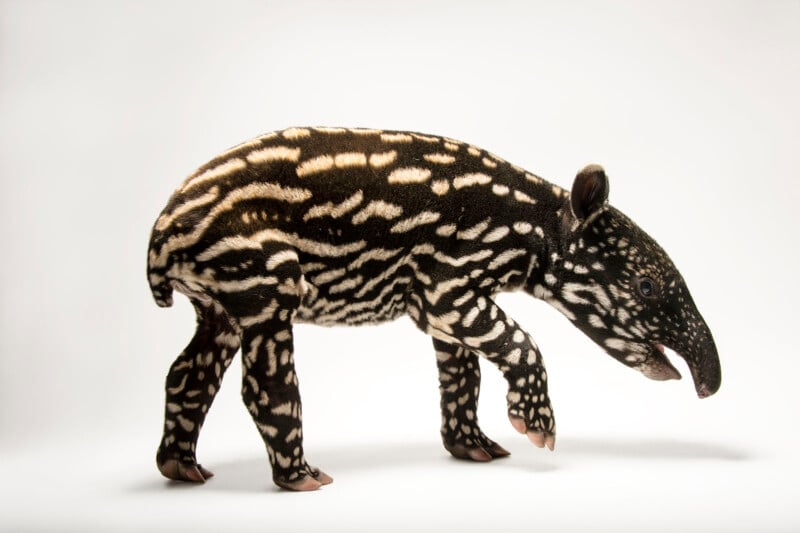 A baby tapir with a dark brown coat covered in white stripes and spots stands on a white background.