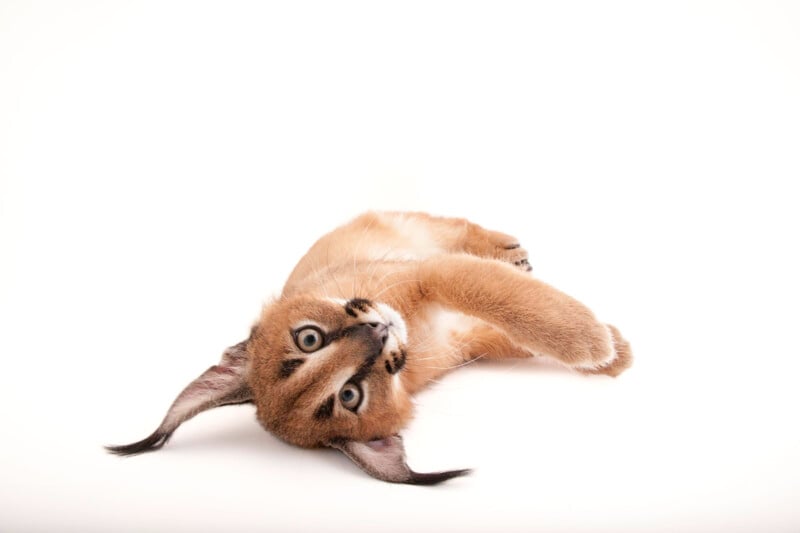 A young caracal with tufted ears lies on its side against a white background, looking directly at the camera with bright blue eyes and one paw extended forward.