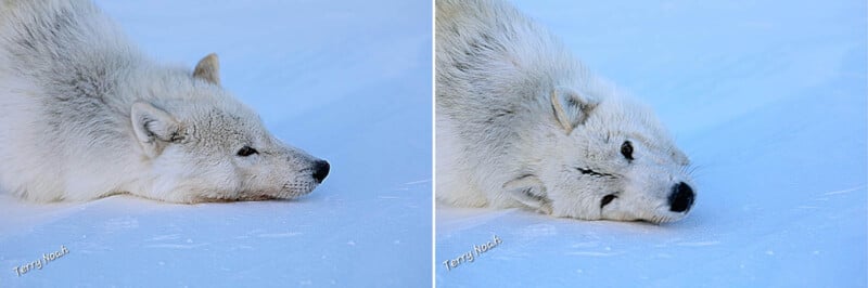 Two side-by-side photos show an Arctic wolf lying on snow, resting its head on the ground and looking relaxed. The wolf’s white fur blends into the snowy background.