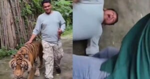 A man walks alongside a tiger on a path, smiling. In the next frame, he is lying on the ground with a distressed expression, as another person stands nearby.
