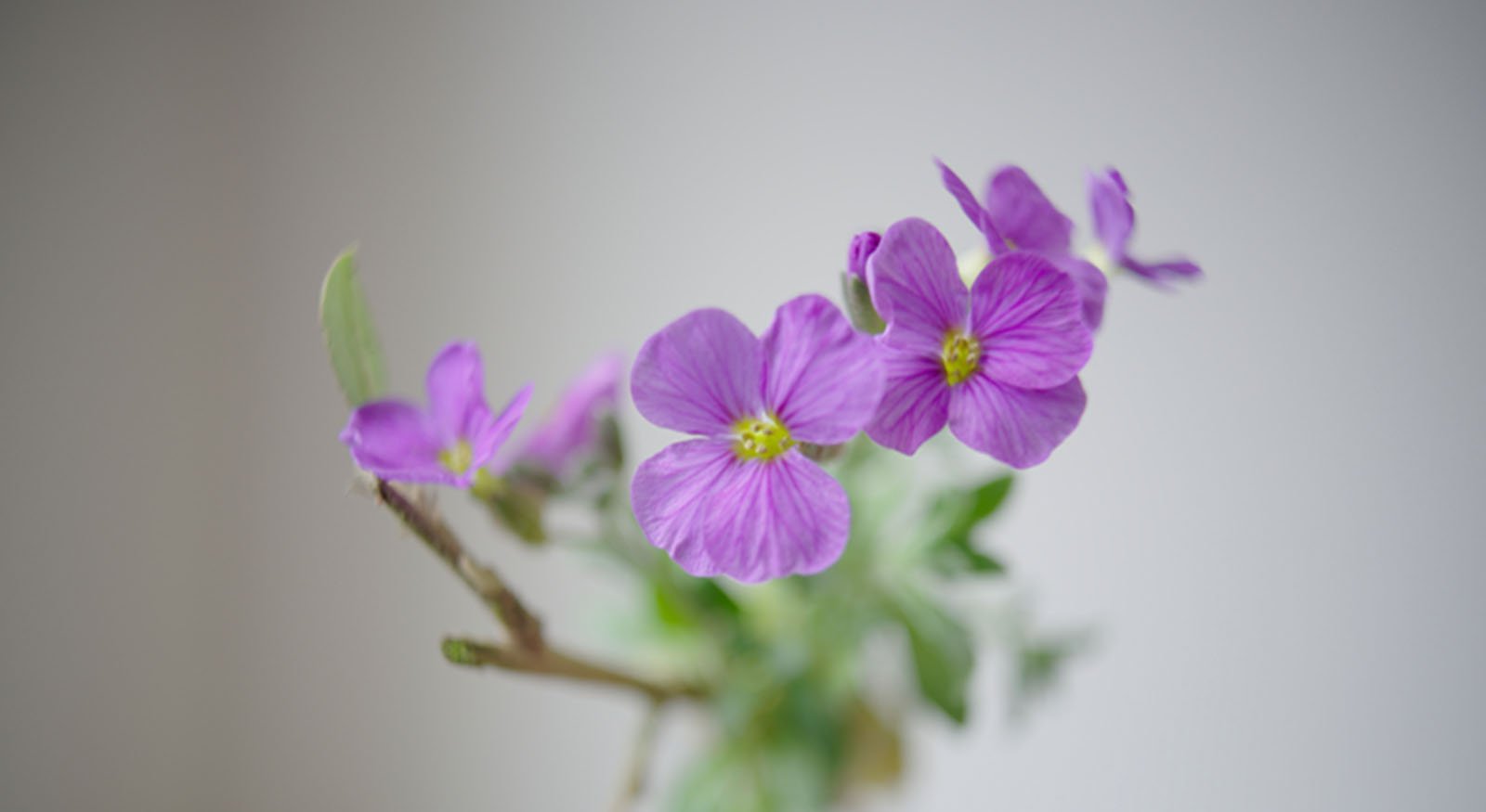 A close-up of delicate purple flowers with yellow centers, set against a blurred, light gray background and green foliage.