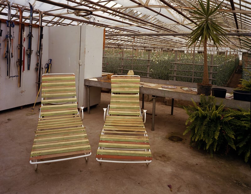Two wooden lounge chairs sit side by side in a greenhouse, surrounded by potted plants, gardening tools on the wall, and a table with trays. The environment appears rustic and well-used.